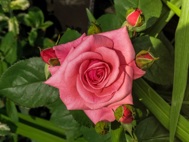 Розовая роза с бутонами на клумбе 