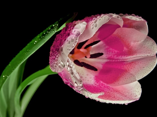 Розовый тюльпан в каплях росы на черном фоне