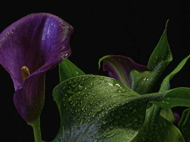 Фиолетовый цветок зантедеския в каплях воды на черном фоне