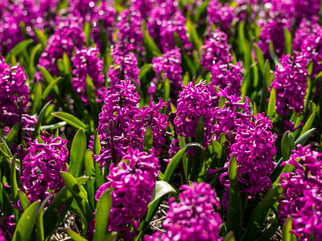 Фиолетовые цветы гиацинты на клумбе 
