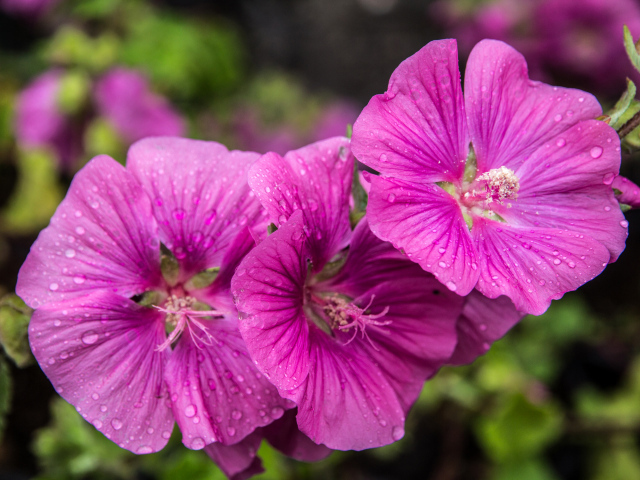 Лиловые цветы мальва в каплях росы