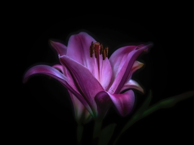 Фиолетовые цветы лилии на черном фоне