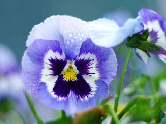 Фиолетовая фиалка трёхцветная в каплях росы 