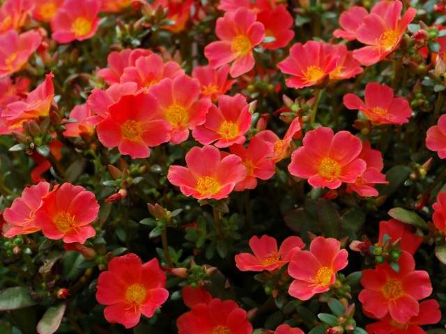 Красный портулак на клумбе крупным планом