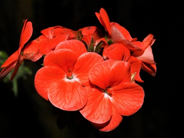 Красные красивые цветы на черном фоне 