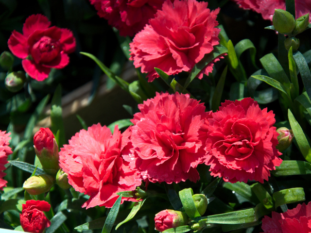 Красные гвоздики с бутонами крупным планом