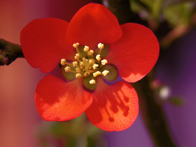 Красный нежный цветок на дереве крупным планом  