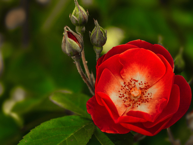 Красная нежная роза с бутонами крупным планом 