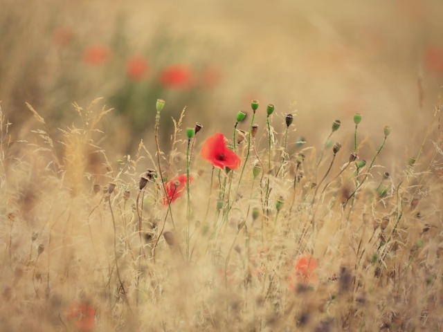 Красные полевые маки растут среди сухой травы