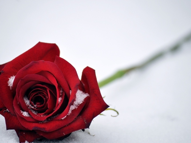 Красная роза на белом снегу 
