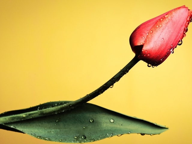 Красный тюльпан с капельками росы на желтом фоне