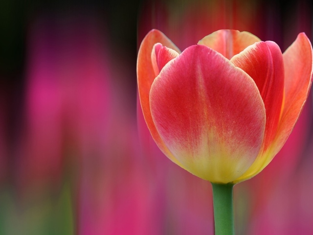 Одинокий розовый тюльпан 