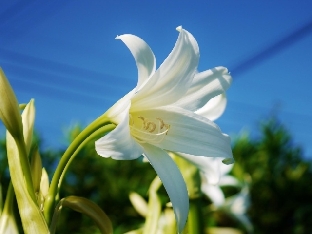 Белоснежная лилия под красивым голубым небом крупным планом