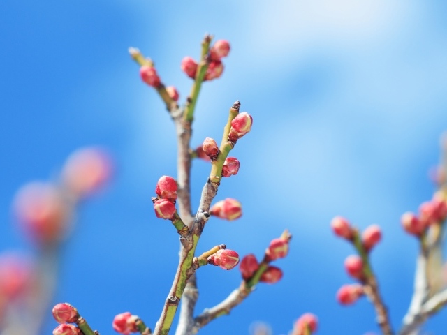 Распускающиеся почки деревьев весной