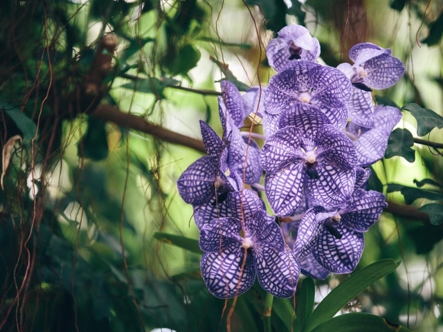 Полосатая фиолетовая экзотическая орхидея