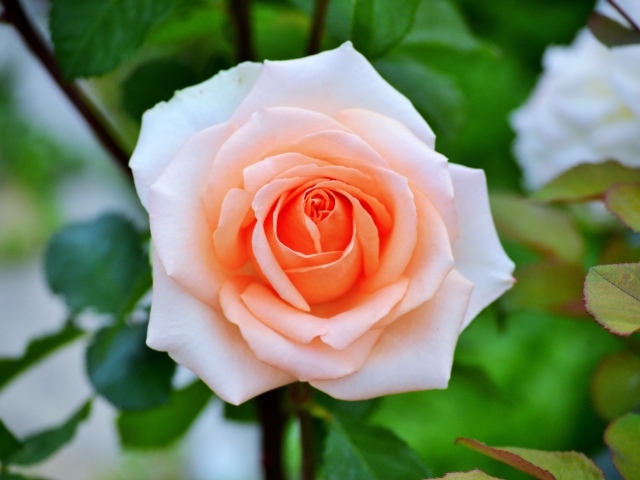 Нежная садовая роза кремового цвета 