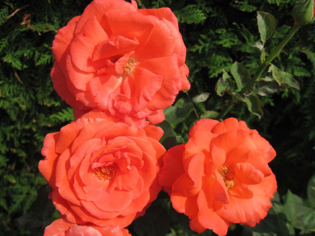 Три оранжевые садовые розы крупным планом