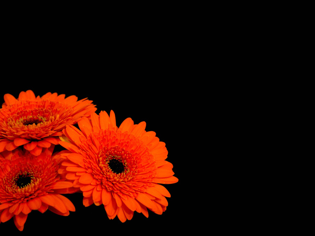 Три оранжевые герберы на черном фоне 