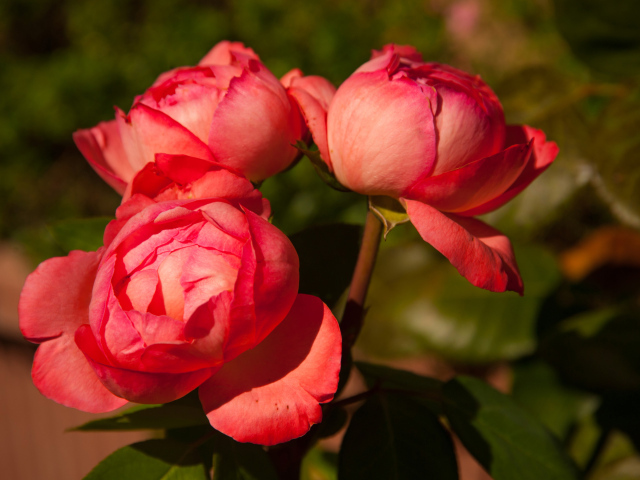 Три розовых розы в саду крупным планом