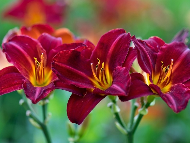 Три красных красивых цветка лилии