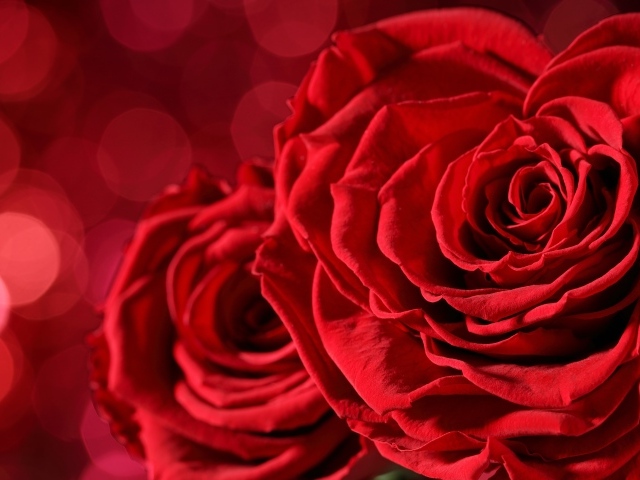 Две большие красные розы крупным планом
