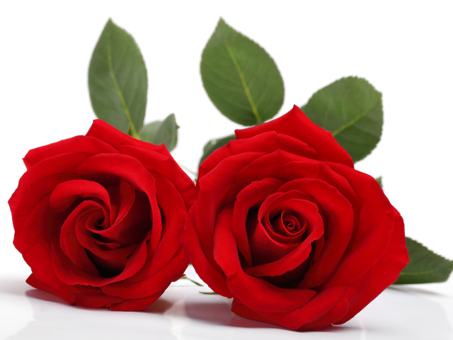 Две нежные красные розы на белом фоне 