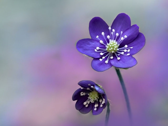 Два нежных фиолетовых цветка крупным планом 