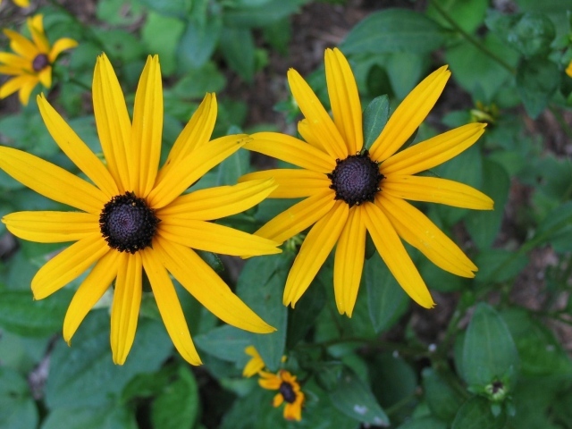 Два крупных желтых цветка рудбекия