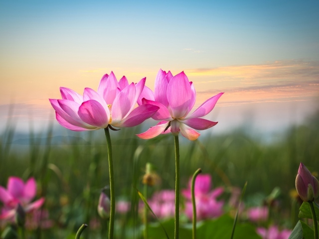 Два розовых лотоса на фоне неба 