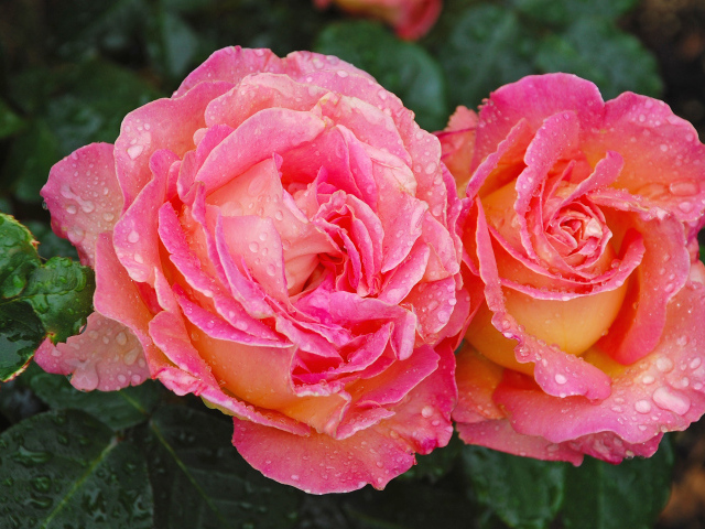 Две розовые розы крупным планом в каплях росы 