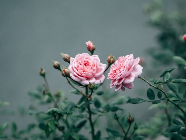 Две розовые розы с бутонами 