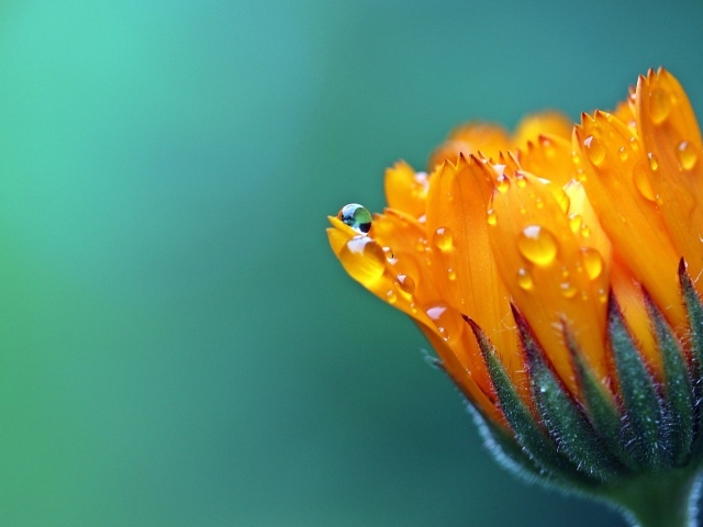 Нераспустившийся оранжевый цветок календулы в каплях росы