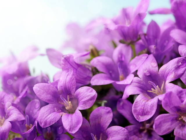Фиолетовые цветы колокольчики крупным планом