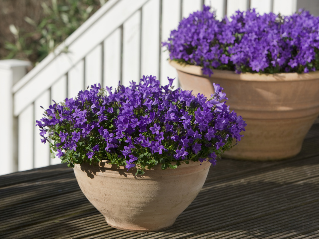 Фиолетовые цветы колокольчики в цветочном горшке