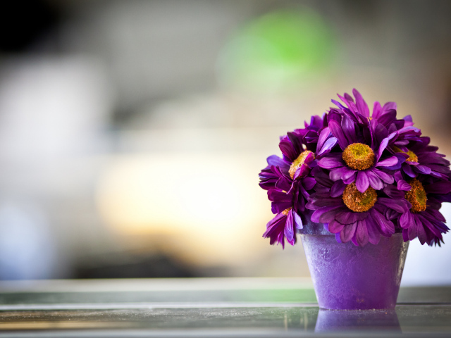 Фиолетовые цветы в горшке