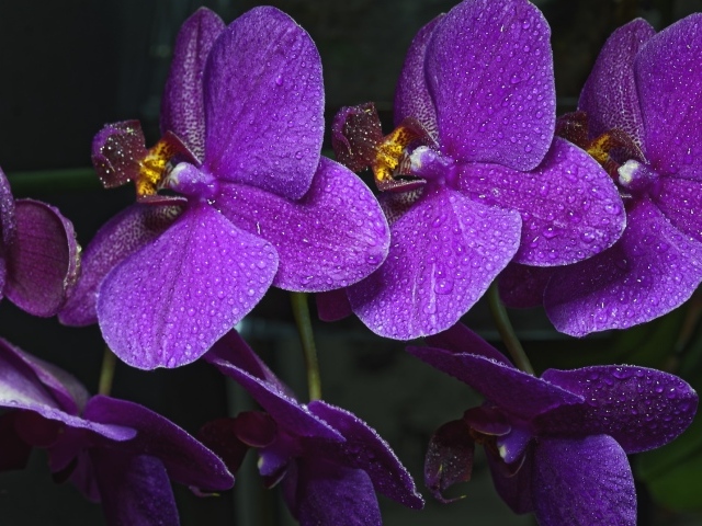 Фиолетовые цветы нежной орхидеи в каплях воды 