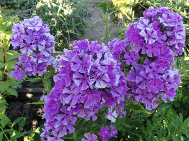 Фиолетовые цветы флоксы на клумбе крупным планом