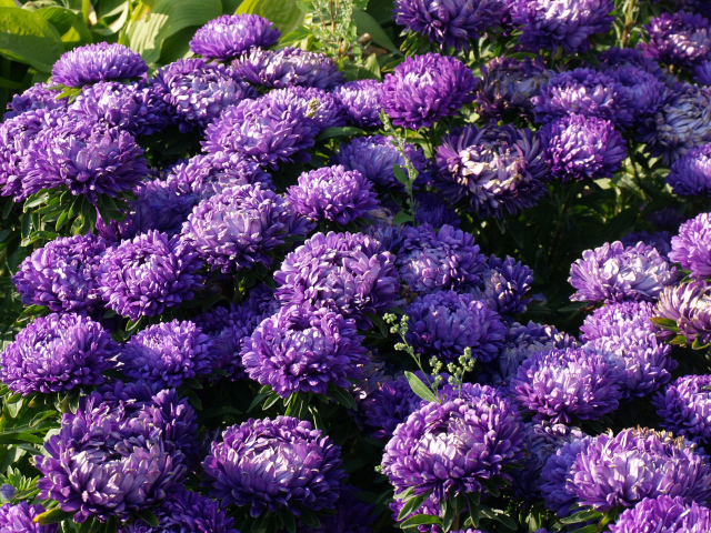 Фиолетовые летние цветы астры в саду
