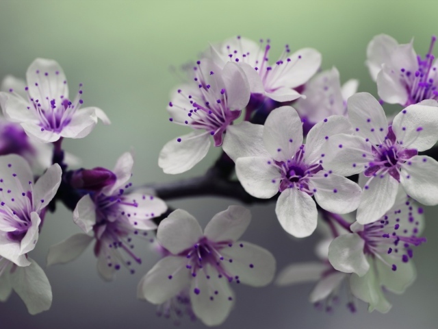 Бело - фиолетовые весенние цветы на ветке 