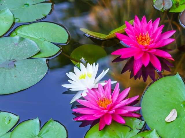 Белые и розовые цветы водяной лилии в пруду