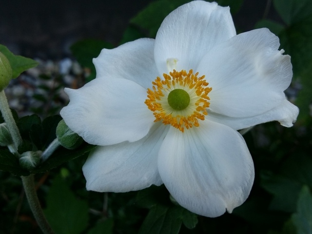 Белый красивый цветок Анемона 