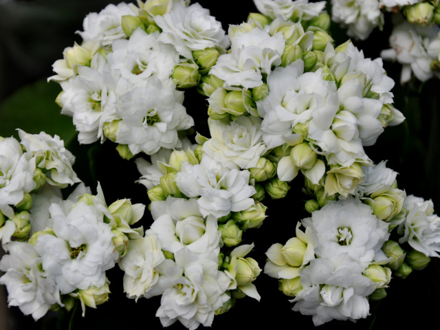 Белые нежные цветы каланхоэ с бутонами крупным планом