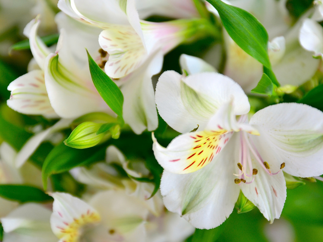 Белые нежные цветы альстрёмерия крупным планом