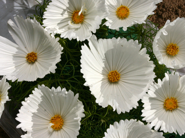 Белые нежные цветы космея крупным планом