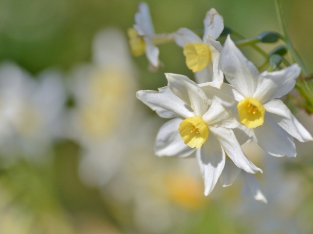 Белые нежные цветы нарциссы крупным планом