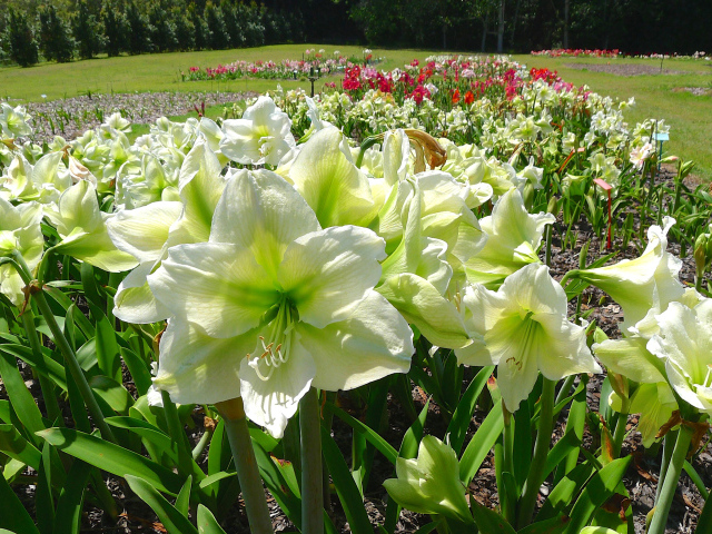 Белые цветы Амариллис на клумбе крупным планом 
