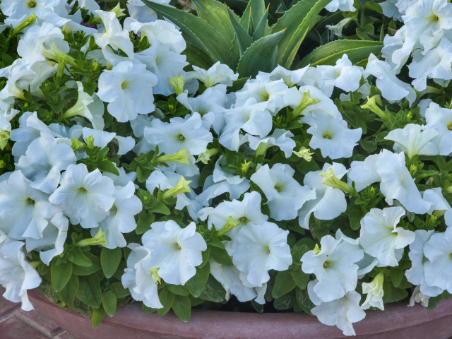 Белые цветы петуния крупным планом