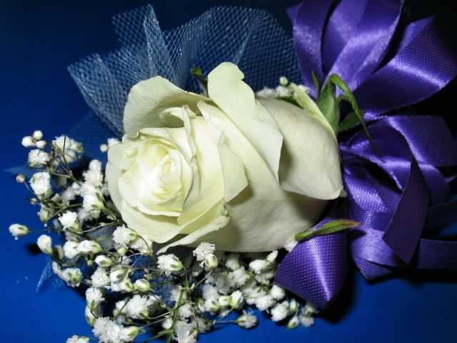 Белая роза с гипсофилой перевязаны фиолетовой лентой