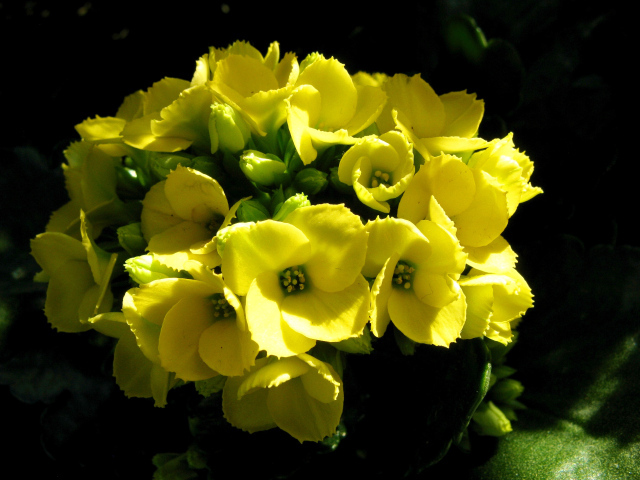 Желтый цветок каланхоэ крупным планом