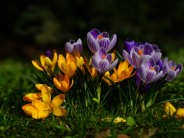 Желтые и фиолетовые цветы крокусы  